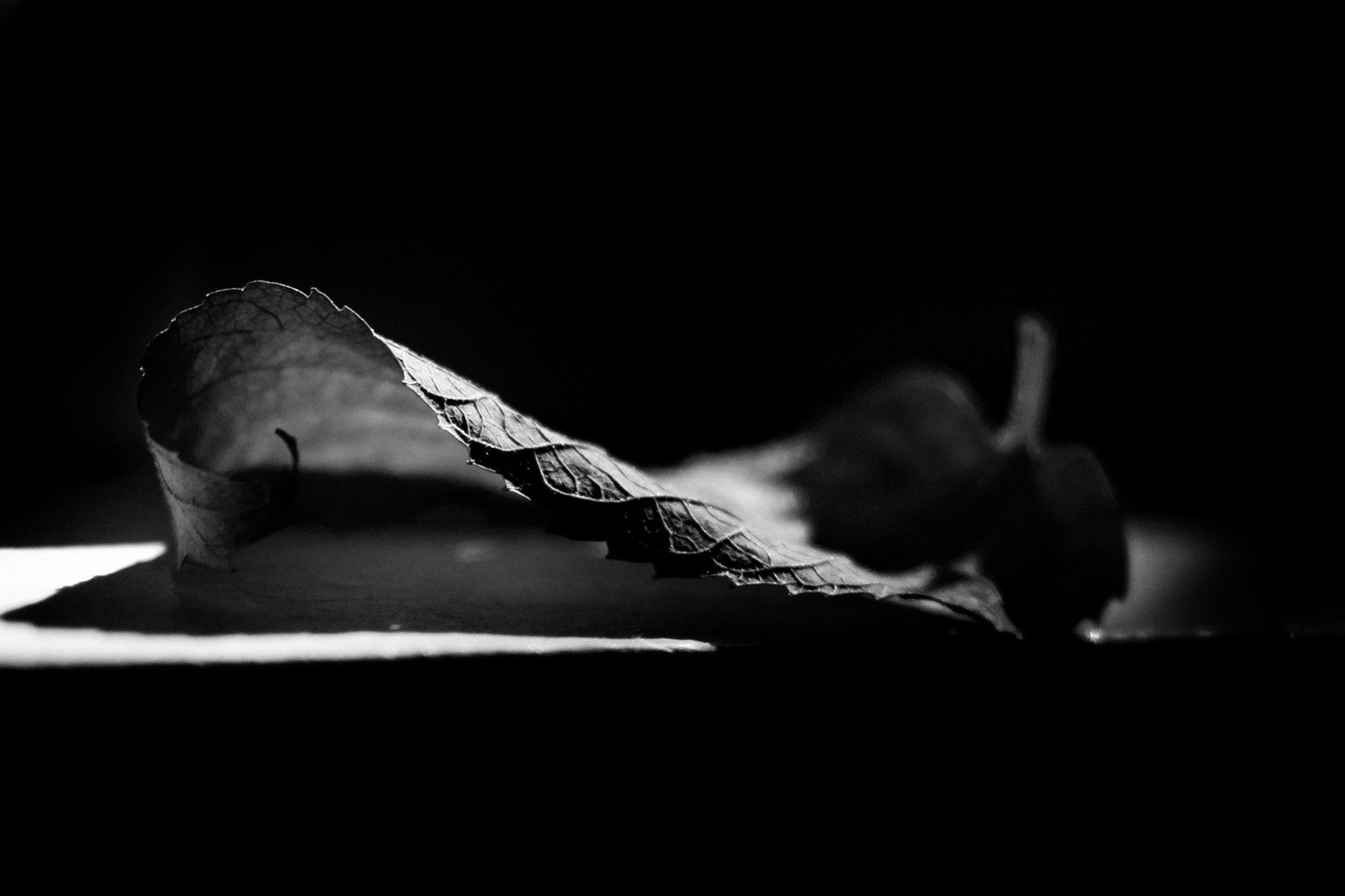 Curled Leaf