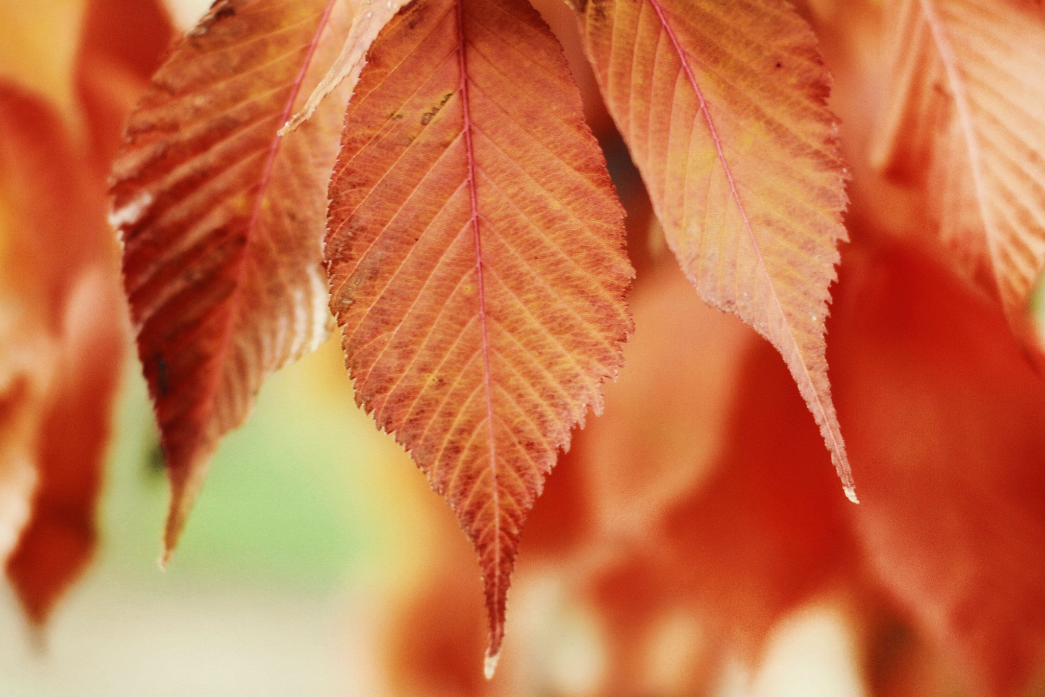 Amber Autumn Leaves