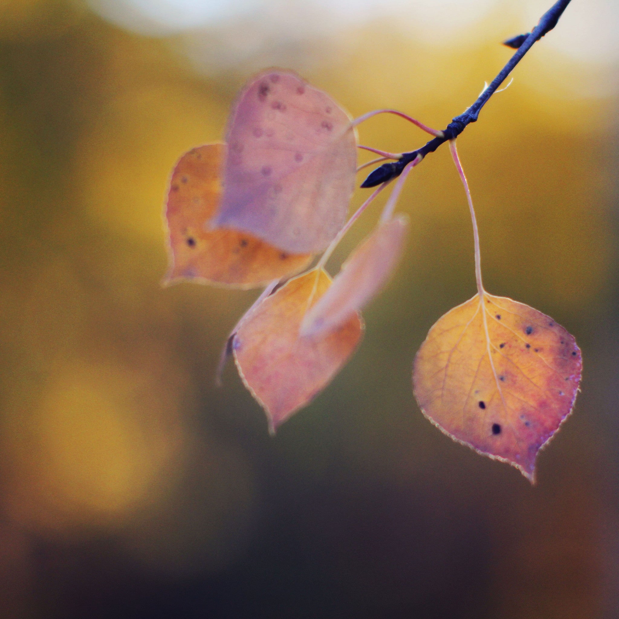 Golden Leaves