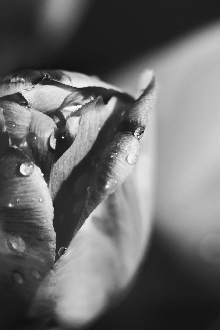 Black and White Rain Drop Tulip