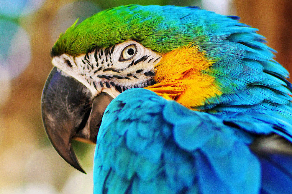 Blue Parrot