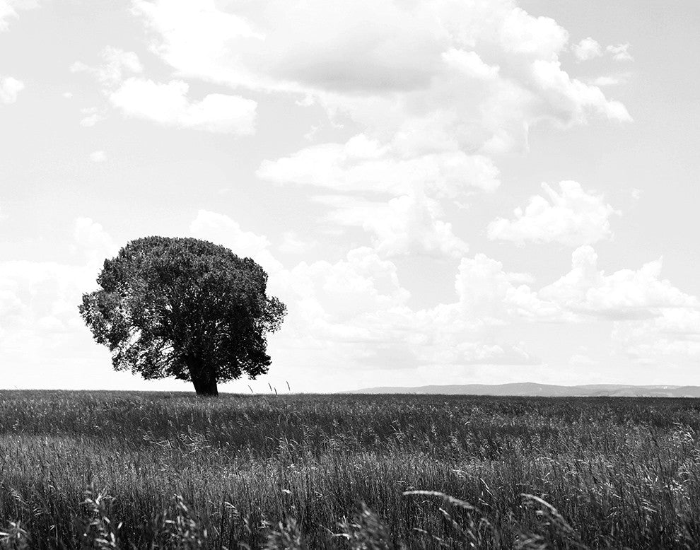 Cottonwood on the Plains