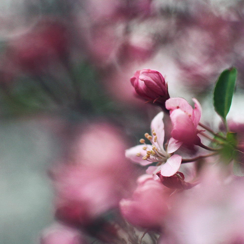 Square Series Seeing Pink