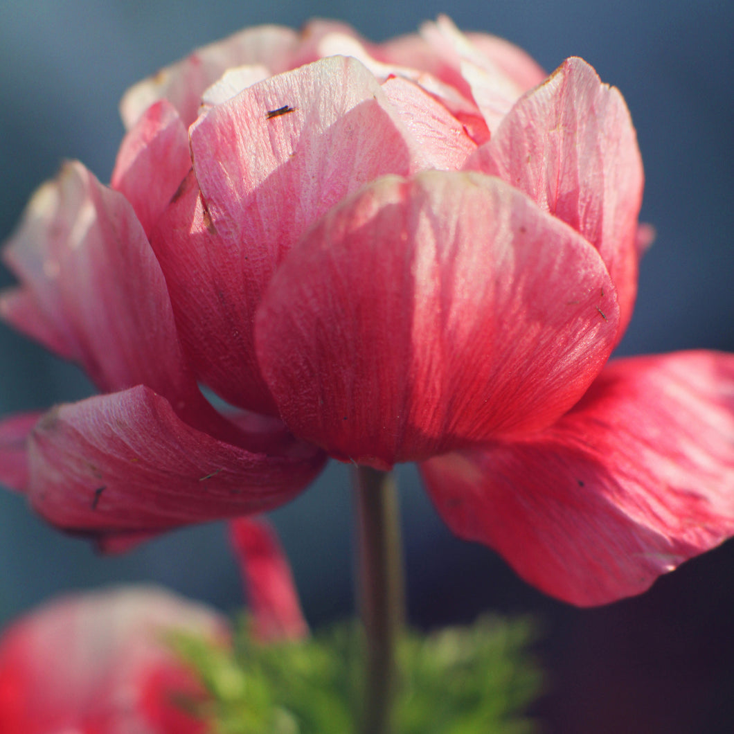 The Poppy Squared