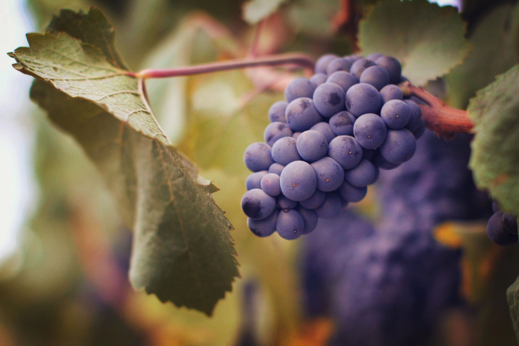 Grapes for Harvest