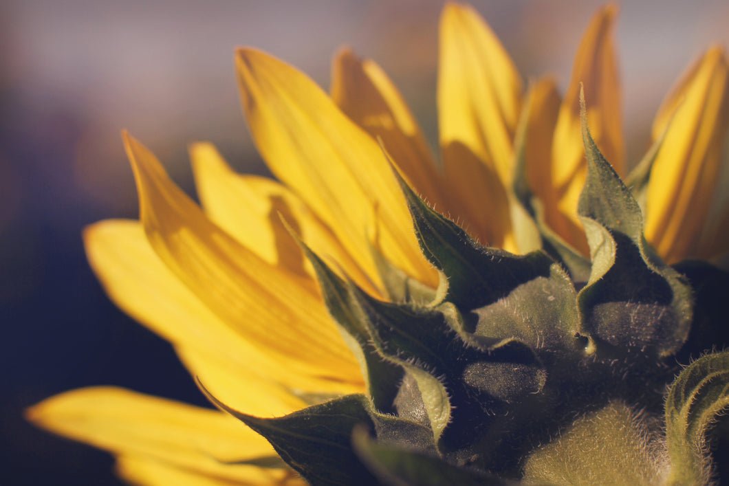 Sunflower Back